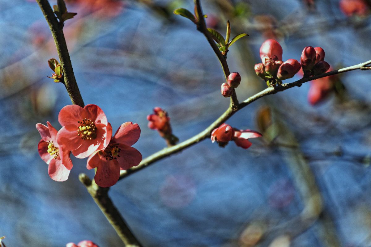 Au début du printemps