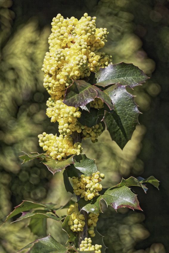 Au début du printemps