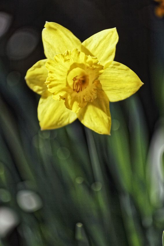 Au début du printemps