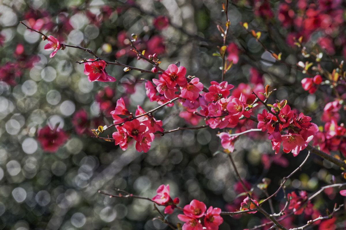 Au début du printemps