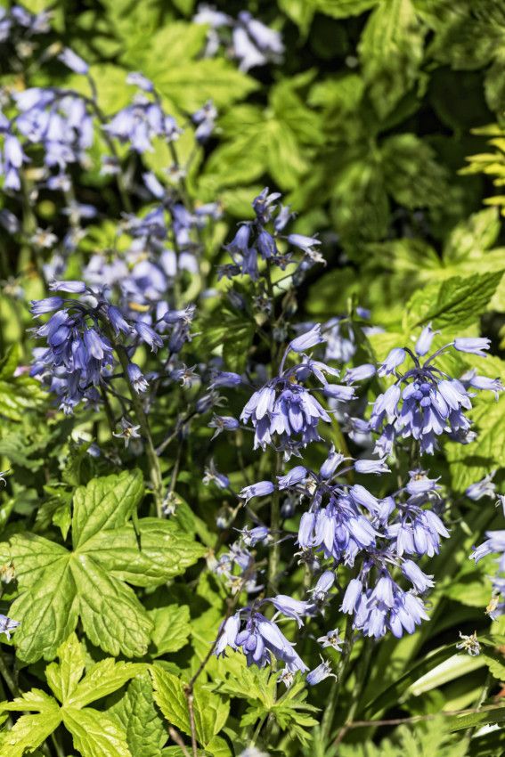 Le Jardin de Liliane - mai 2019