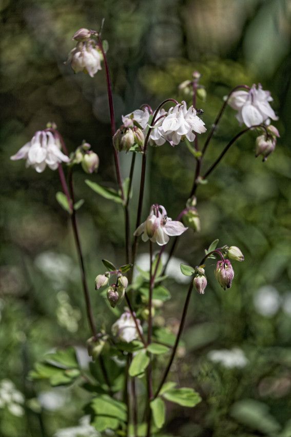 Le Jardin de Liliane - mai 2019
