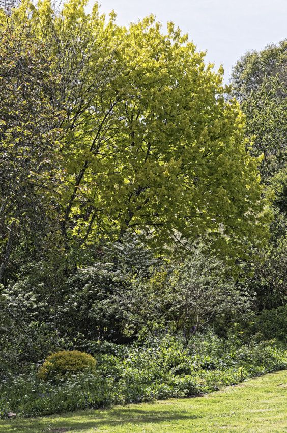 Le Jardin de Liliane - mai 2019