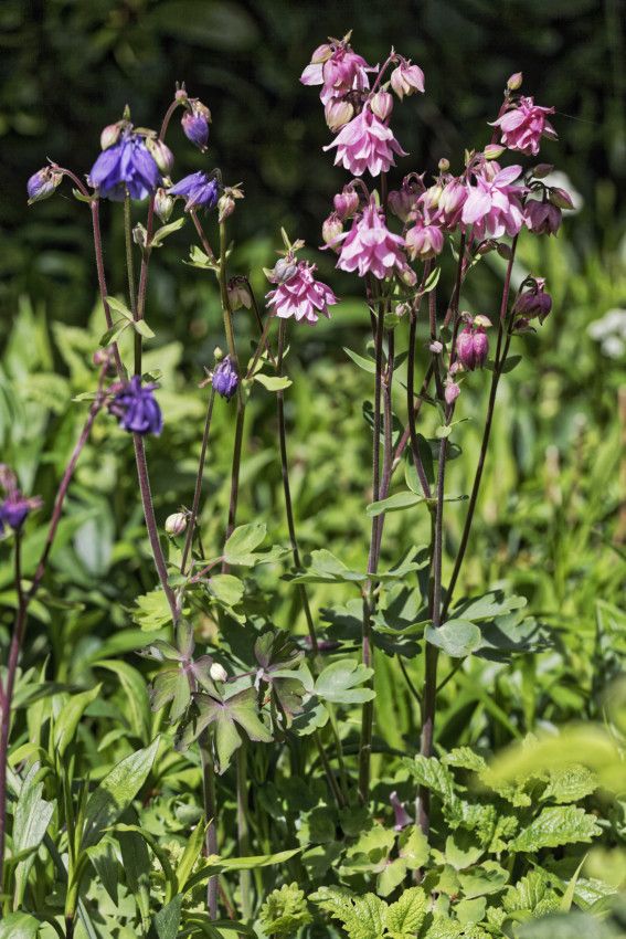 Le Jardin de Liliane - mai 2019