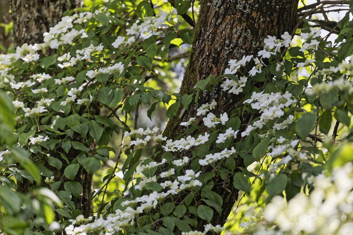 Le Jardin de Liliane - mai 2019