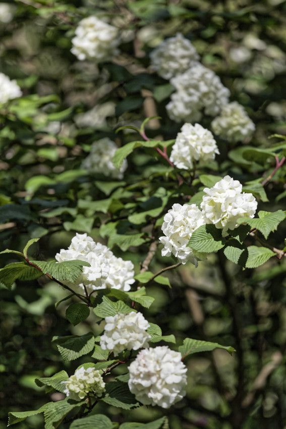 Le Jardin de Liliane - mai 2019