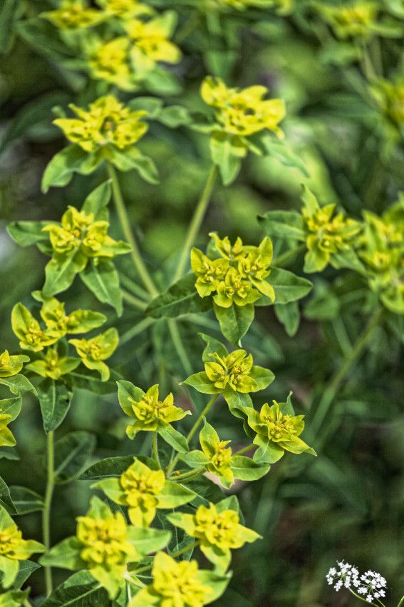 Le Jardin de Liliane - mai 2019