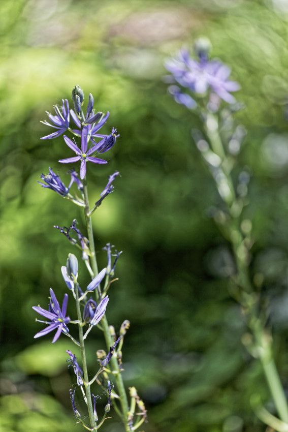 Le Jardin de Liliane - mai 2019