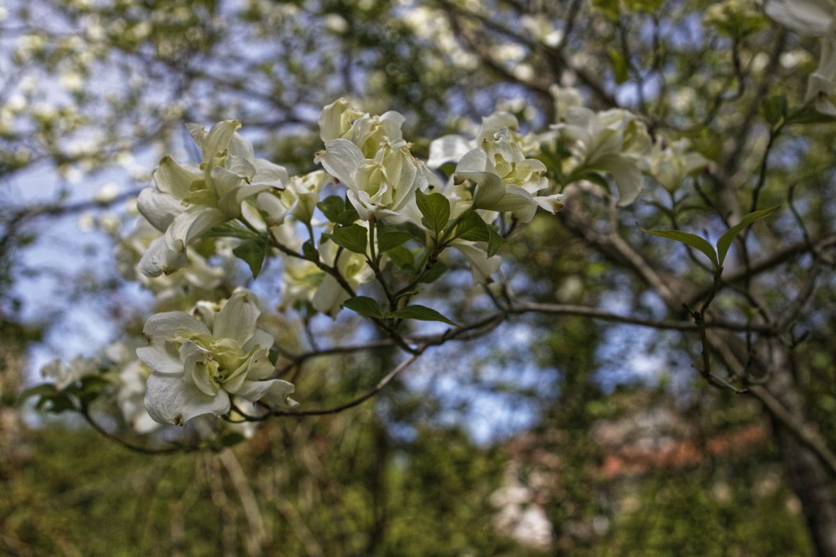 Le Jardin de Liliane - mai 2019