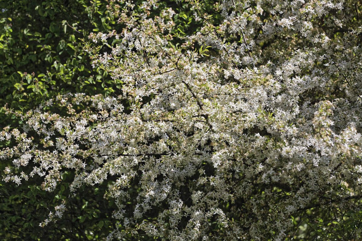 Le Jardin de Liliane - mai 2019
