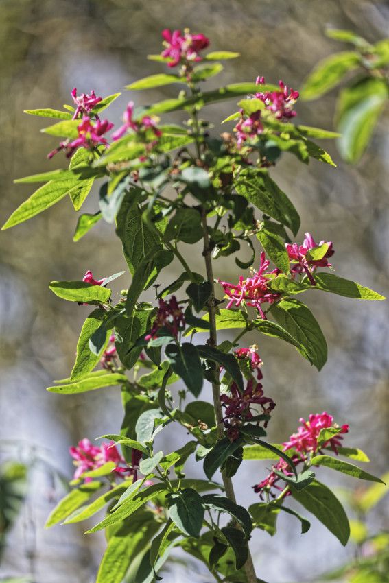 Le Jardin de Liliane - mai 2019