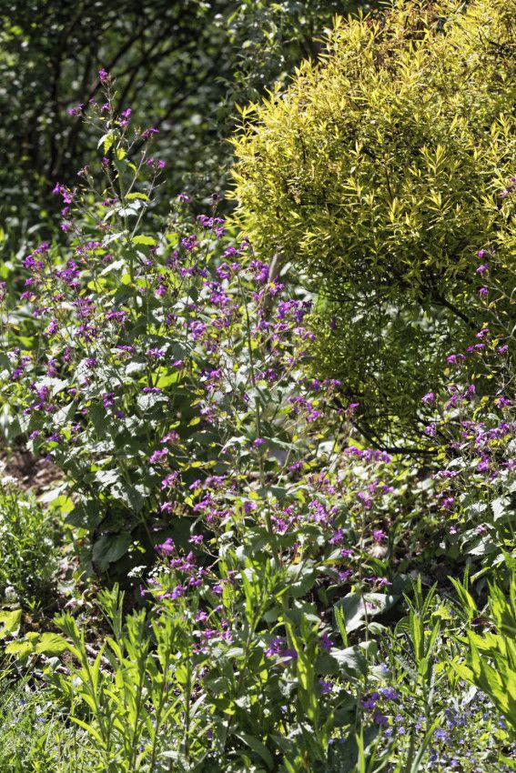 Le Jardin de Liliane - mai 2019