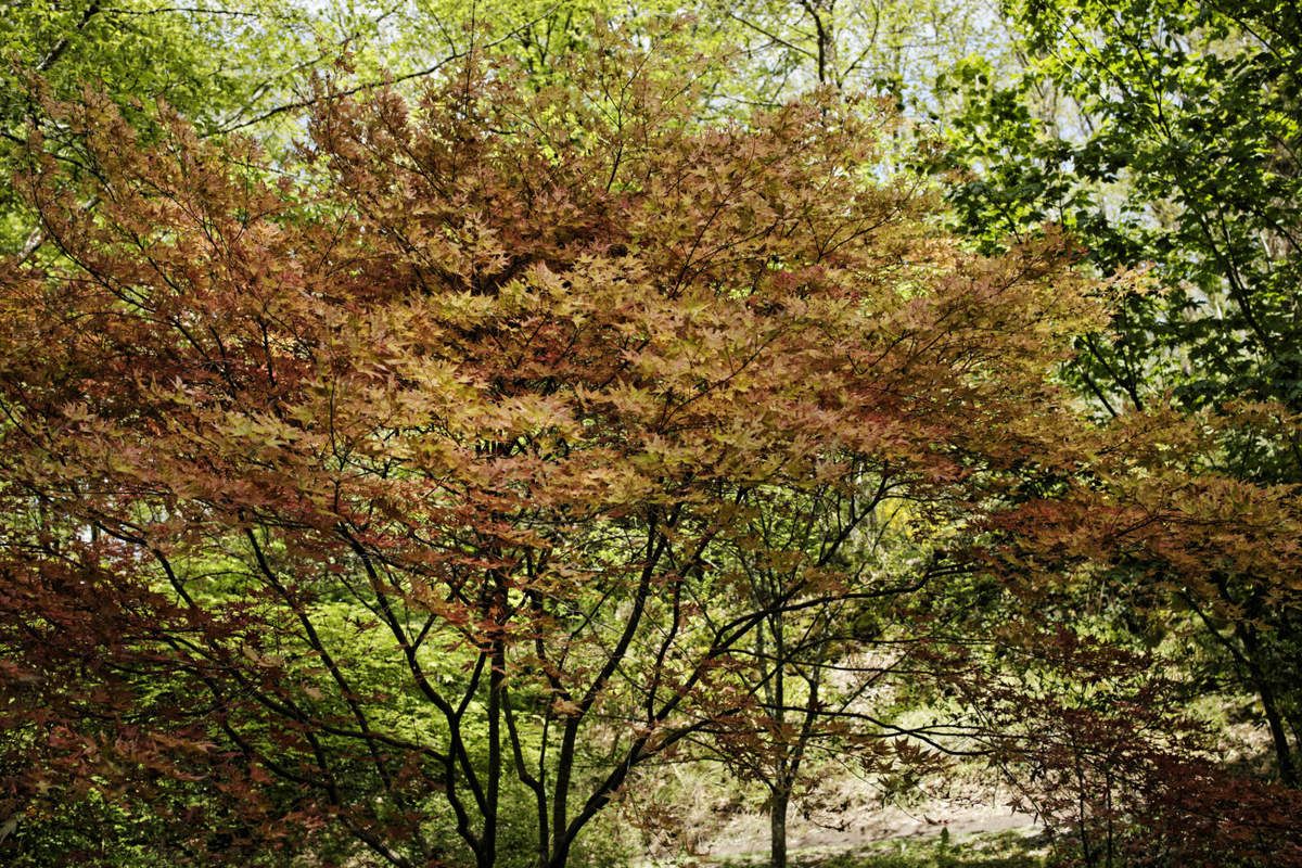 Arboretum de la Sédelle