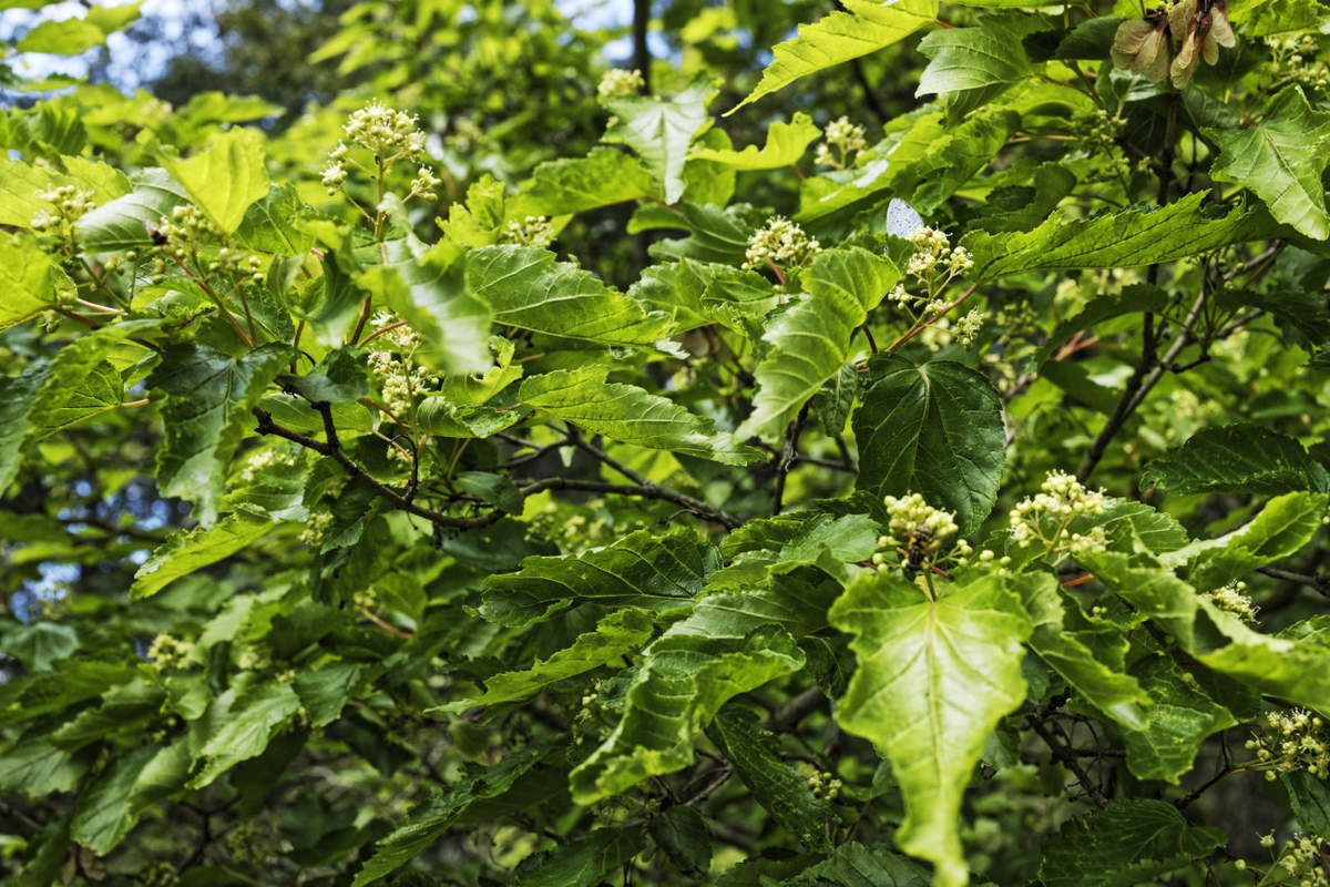 Arboretum de la Sédelle