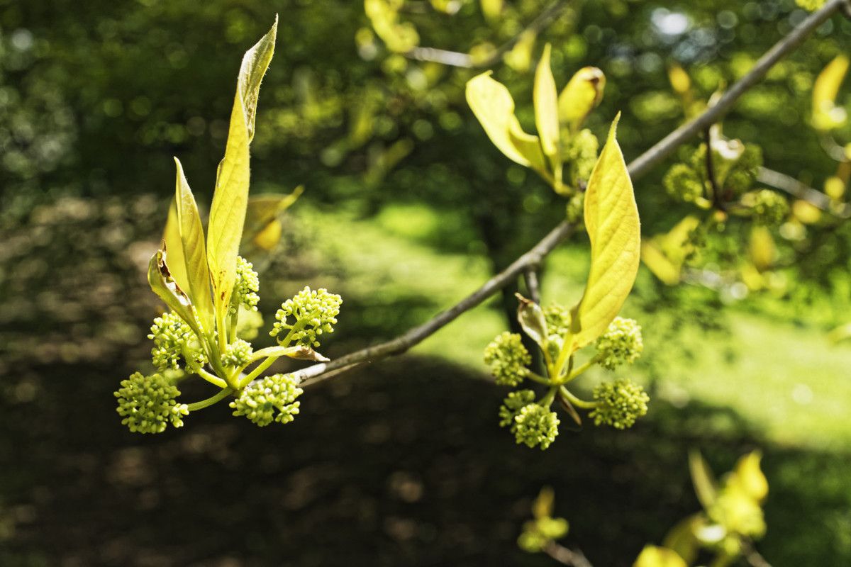 Arboretum de la Sédelle