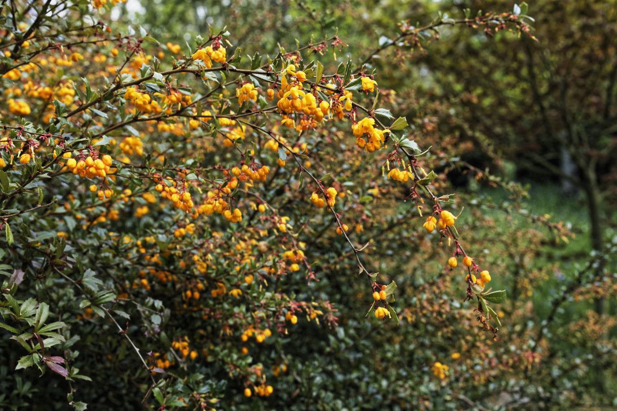 Arboretum de la Sédelle