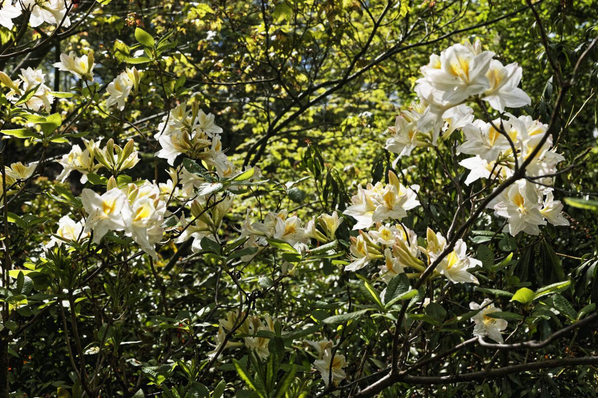 Arboretum de la Sédelle