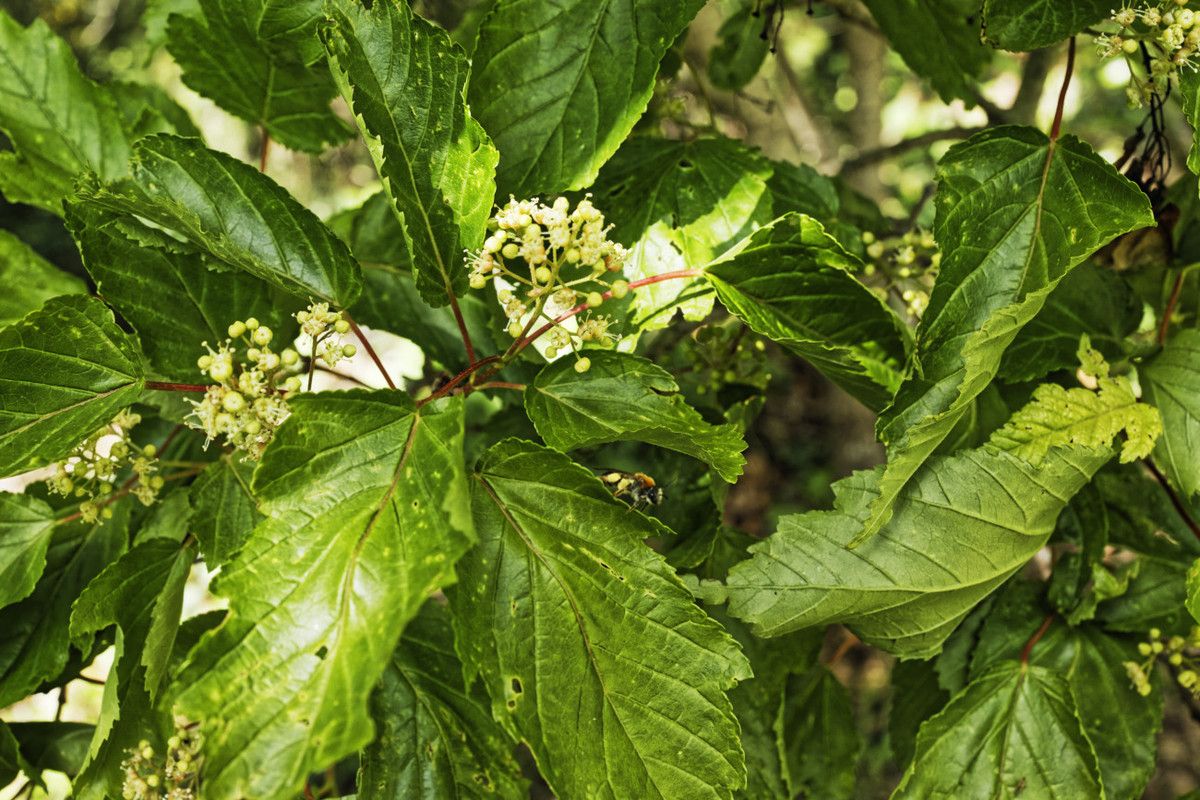 Arboretum de la Sédelle