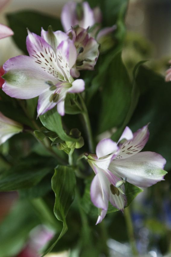Floral
