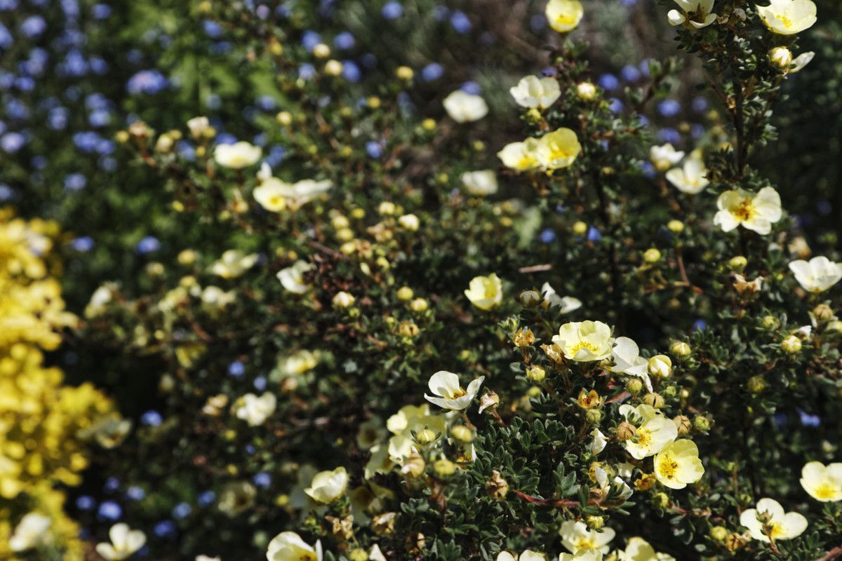 Le petit jardin