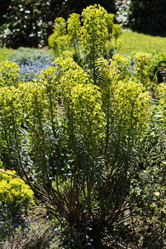 Le petit jardin