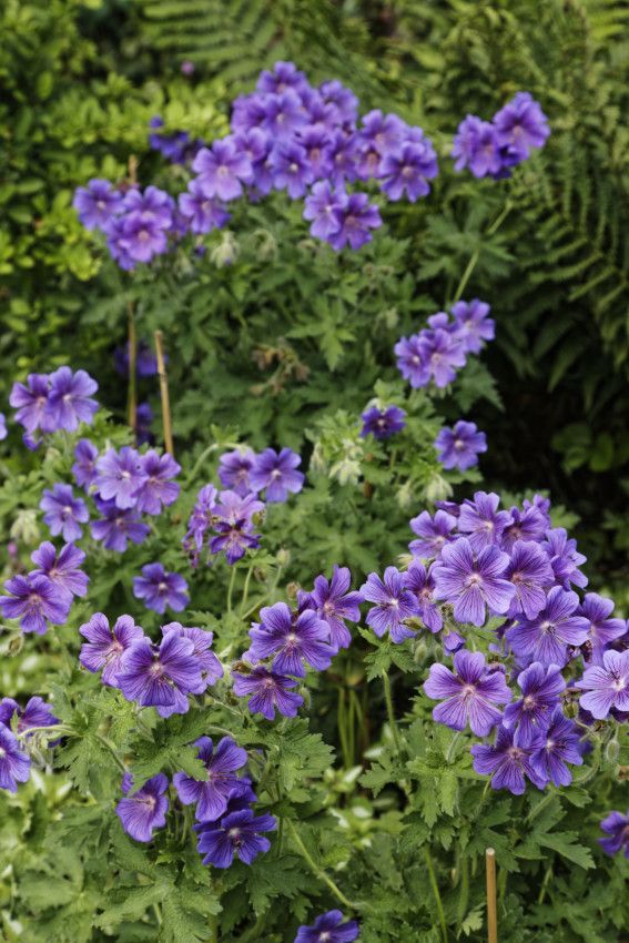 Le petit jardin