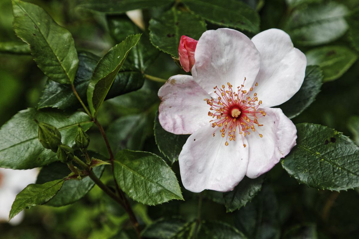 Le petit jardin