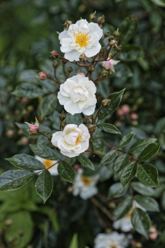 Le Jardin de Liliane - juin 2019 - 2