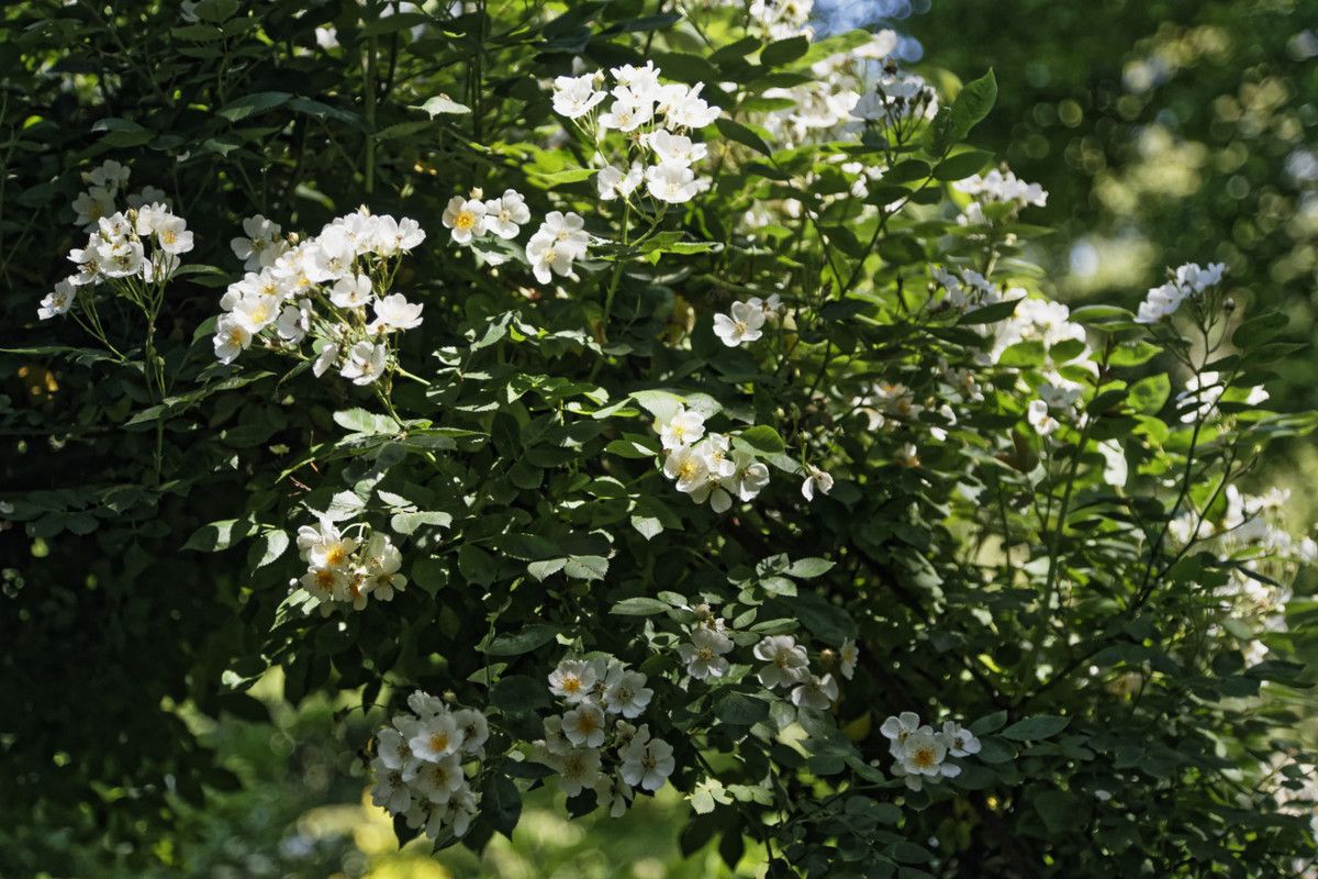 Le Jardin de Liliane - juin 2019 - 2