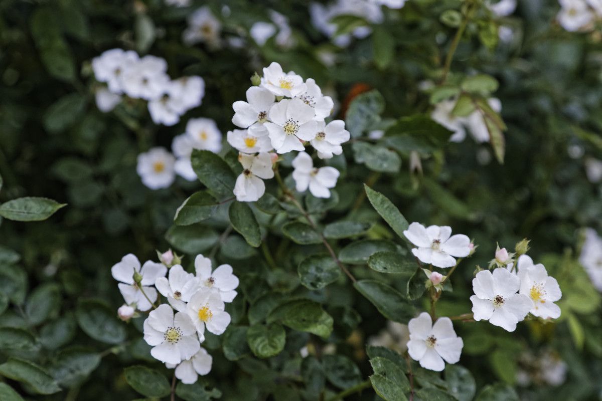 Le Jardin de Liliane - juin 2019 - 2