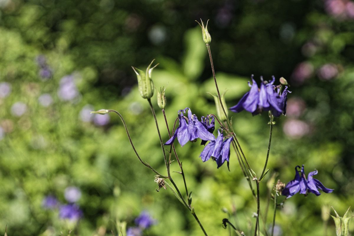 Le Jardin de Liliane - juin 2019 - 2