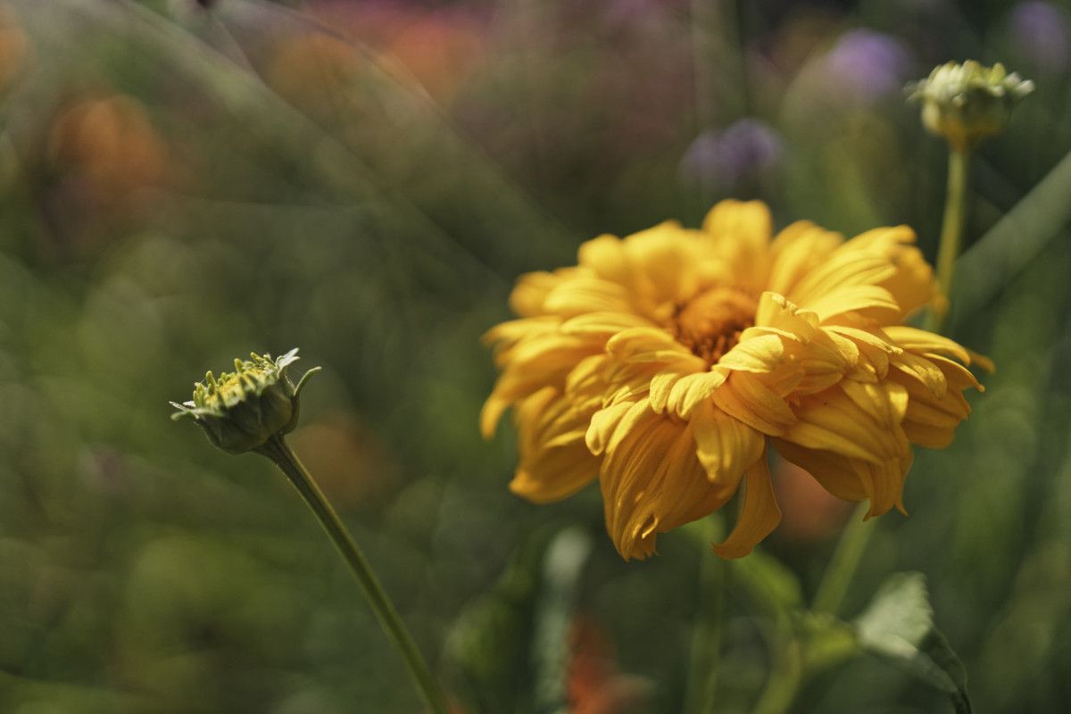Proxi - photographie 