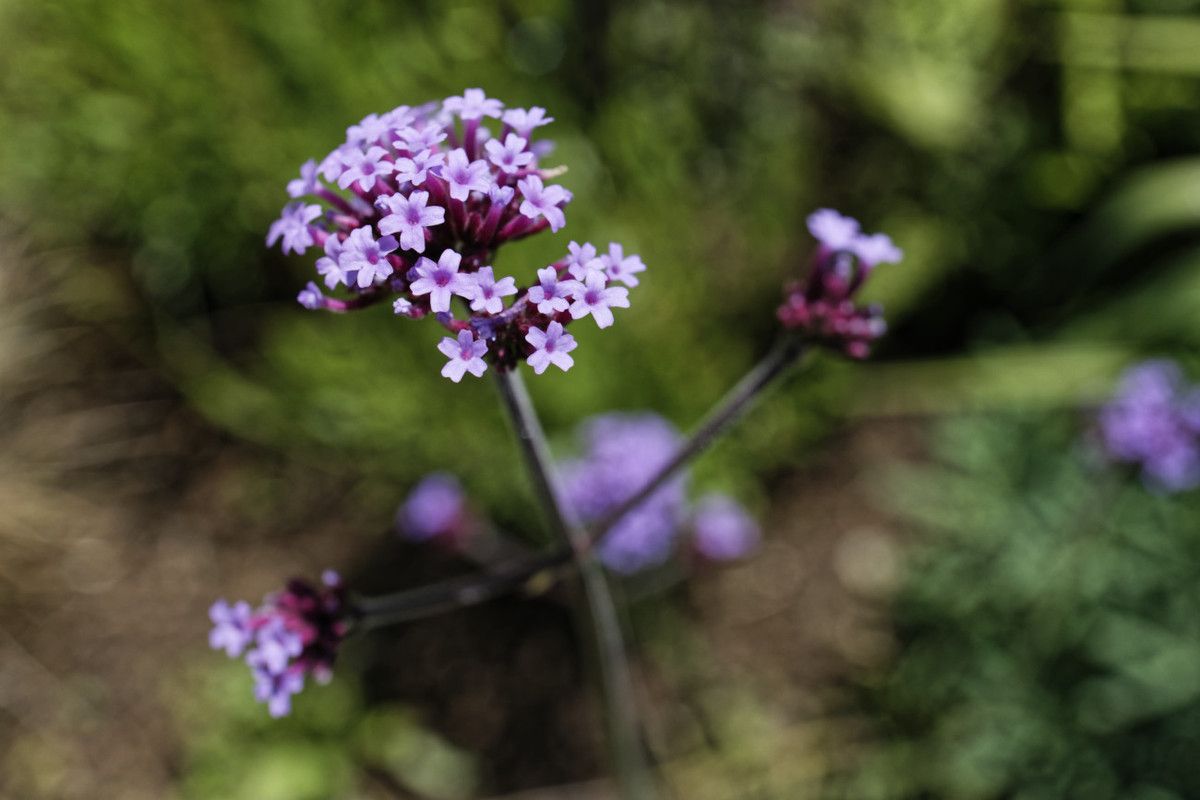 Proxi - photographie 