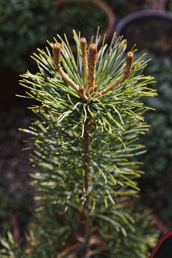 Pinus koraiensis - pin blanc de Corée - production maison