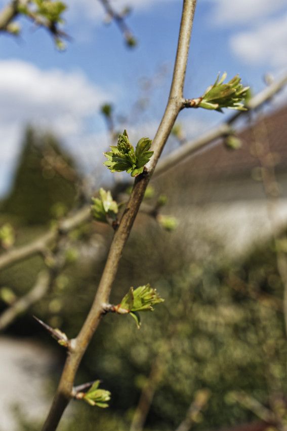 Crataegus monogyna - aubépine monogyne