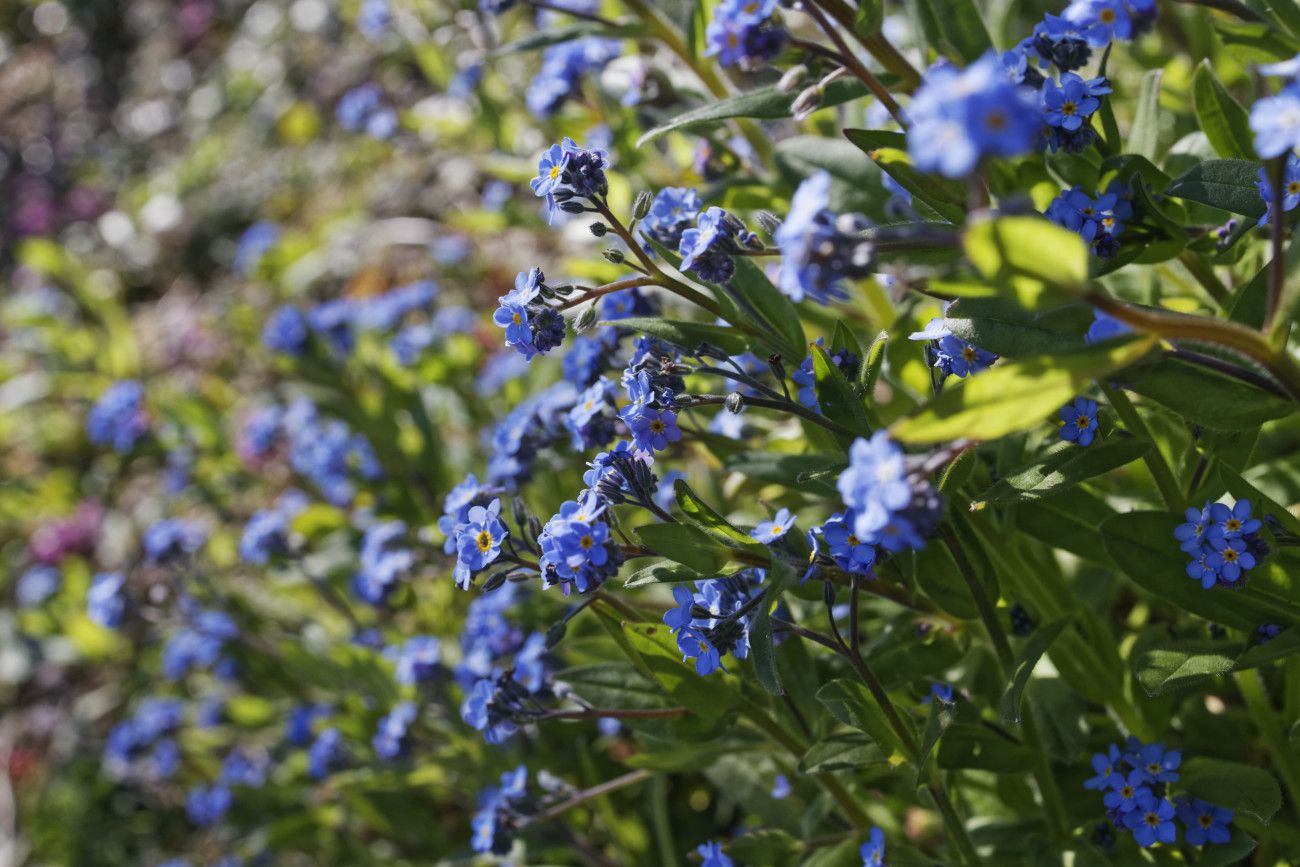 Myosotis ( la couleur bleue qui ne plait pas à Liliane :-)