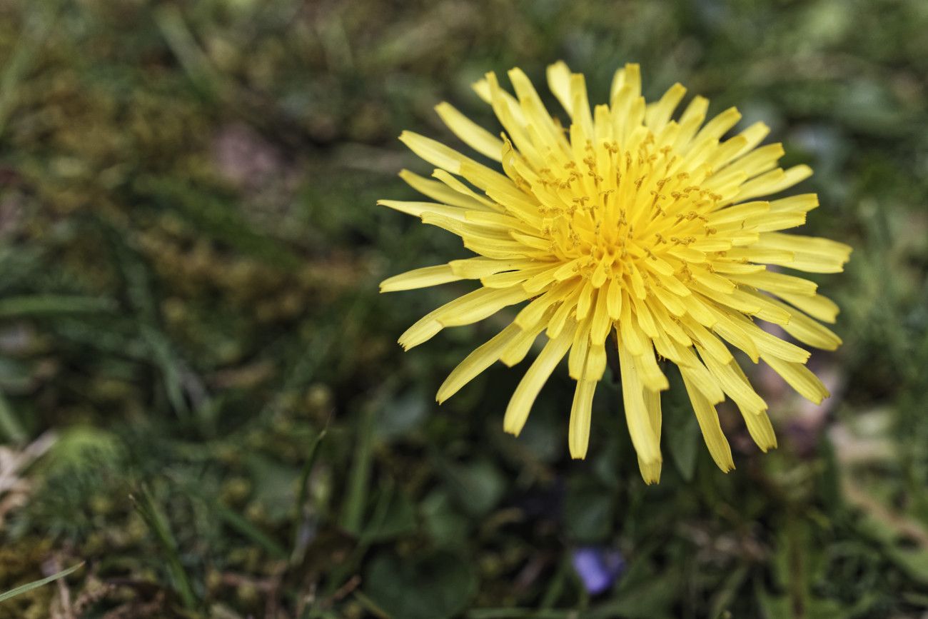 Taraxacum officinale - dent-de-lion 