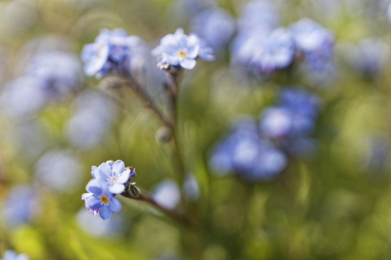 myosotis