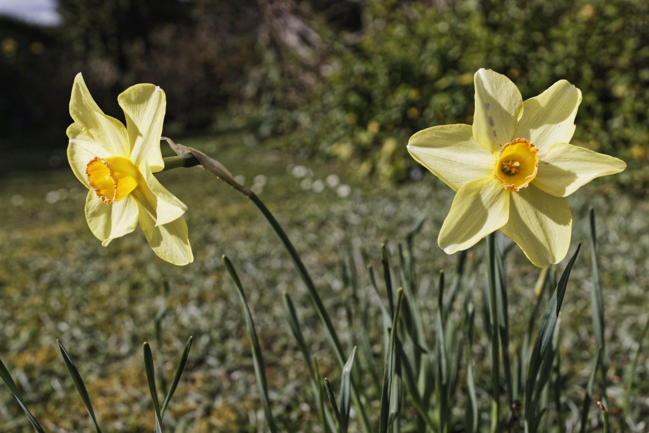 Narcissus sp