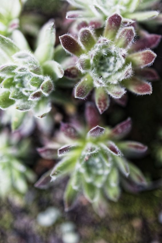 Sempervivum sp - Joubarbe