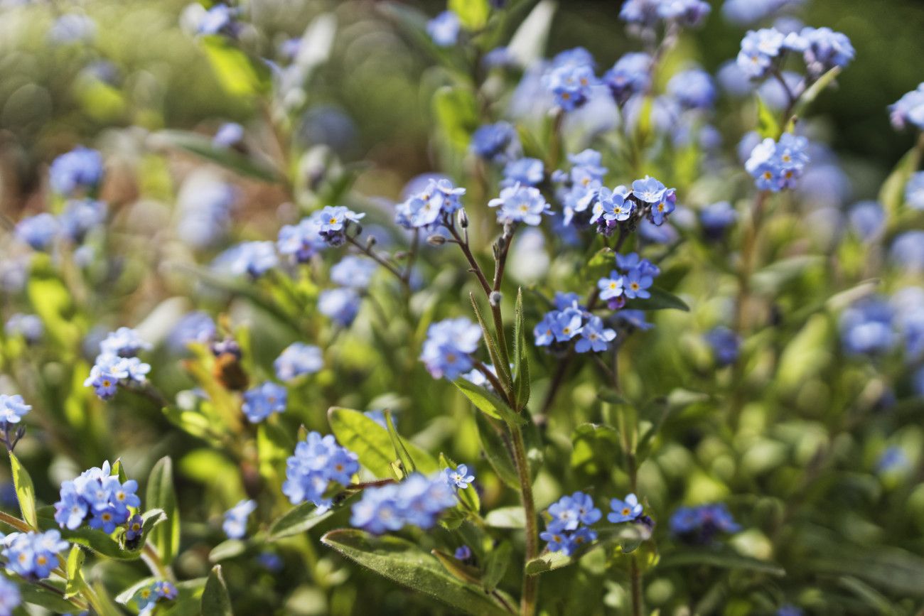 myosotis
