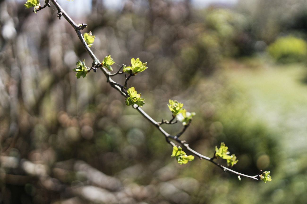 Crataegus monogyna