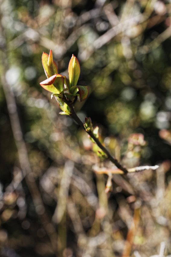 Vaccinium myrtillus