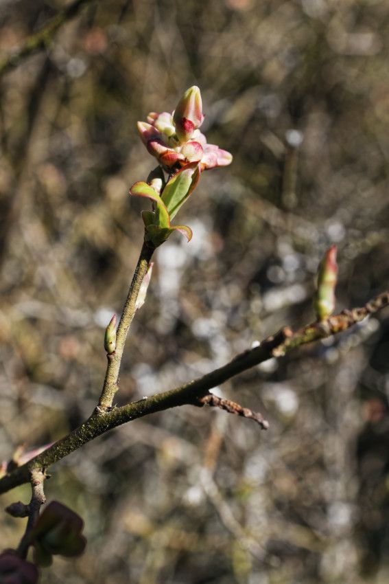 Vaccinium myrtillus