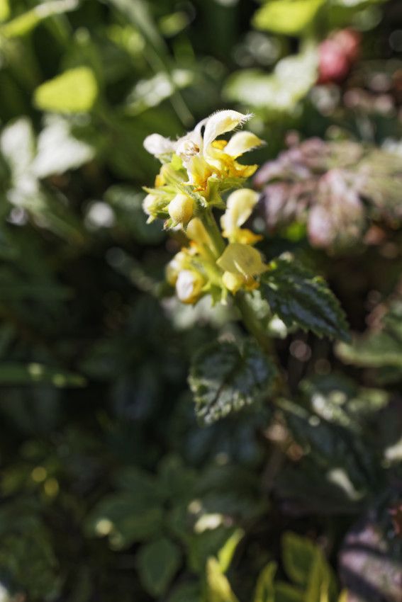 Lamium galeobdolon