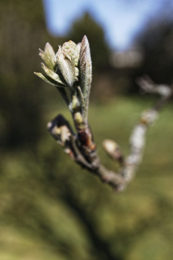 Sorbus aucuparia