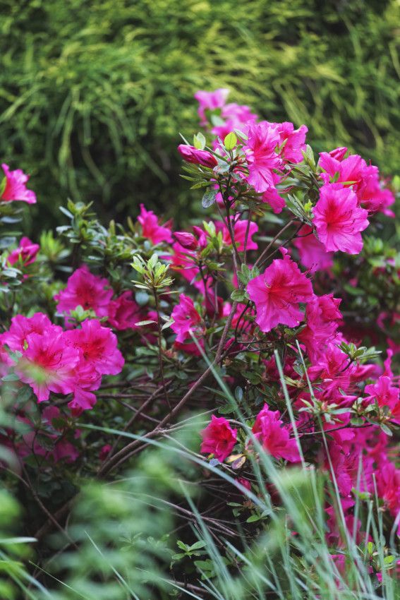 Un Jardin printanier