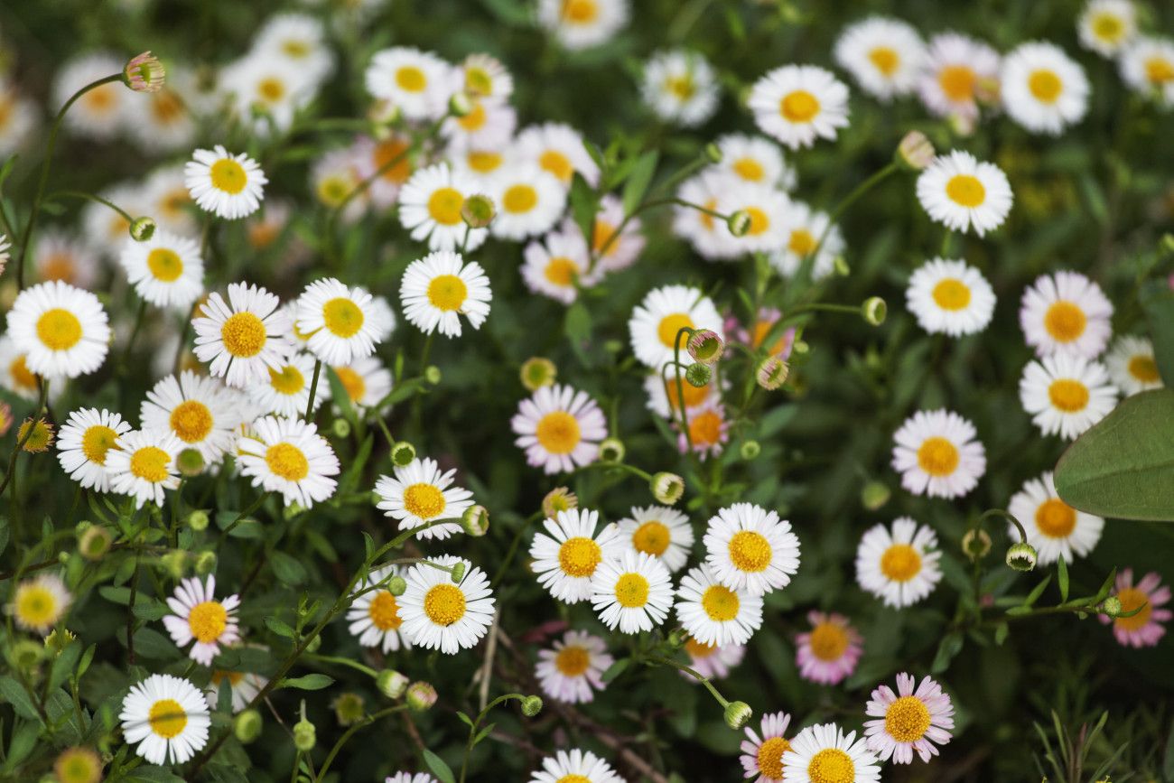 Un Jardin printanier