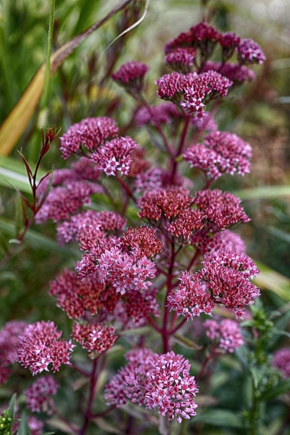 Au jardin en fin d'été