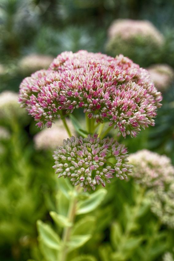 Au jardin en fin d'été